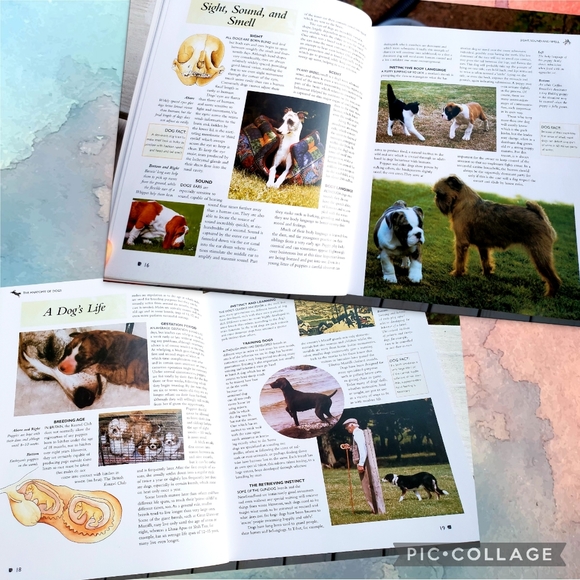 The Complete Encyclopedia of Dog Breeds - Picture 7 of 10